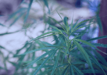 Delaware Marijuana Tax Revenue 2025.png